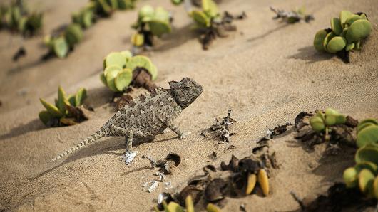 A Namibian desert chameleon on the outskirts of Swakopmund, Namibia.