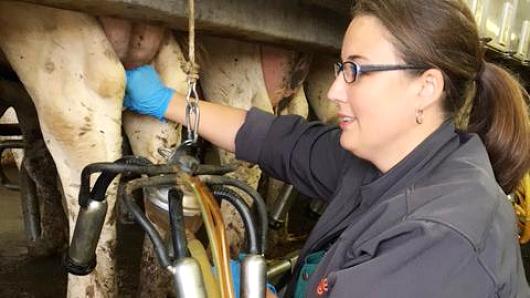 Michele Barrett, a dairy technical services veterinarian for Zoetis, is tasked with managing the health of cows and advising clients on the best uses for Zoetis’ products.
