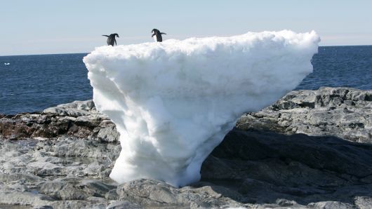 Adelie penguins stand atop a block of melting ice on a rocky shoreline at Cape Denison, Commonwealth Bay, in East Antarctica.