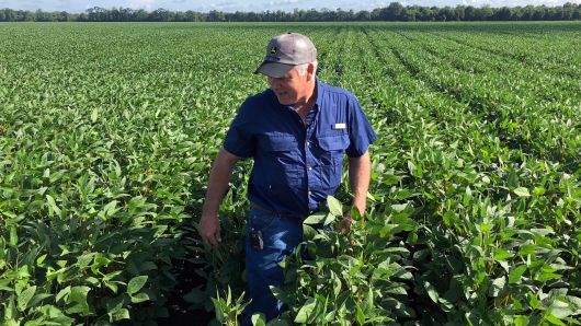 Soybean farmer Raymond Schexnayder Jr. overlooks his farm outside Baton Rouge, in Erwinville, Louisiana, July 9,2018. 