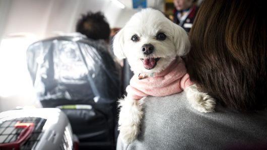 A dog is seen on the shoulder of its owner in a plane. Japan Airlines 'wan wan jet tour' allows owners and their dogs to travel together on a charter flight for a special three-day domestic tour to Kagoshima Prefecture, southwestern Japan. As part of the package tour, the owners and their dogs will also get to stay together in a hotel and go sightseeing in rented cars.  (Photo by Richard Atrero de Guzman/Anadolu Agency/Getty Images)