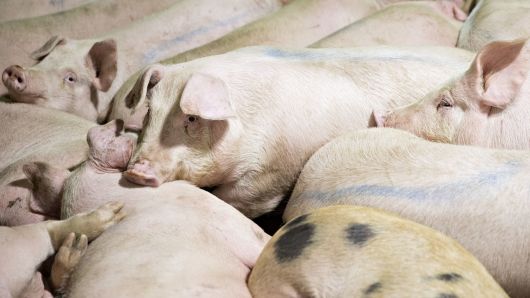 Pigs lie in a pen before being butchered at a Smithfield Foods Inc. pork processing facility in Milan, Missouri.