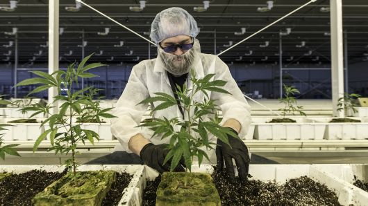 An employee tends to marijuana plants at the Aurora Cannabis Inc. facility in Edmonton, Alberta, Canada, on Tuesday, March 6, 2018. 