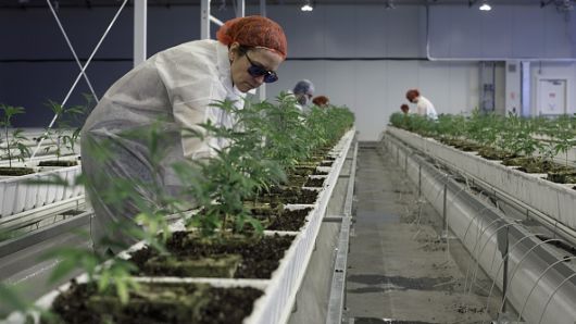 Employees tend to marijuana plants at the Aurora Cannabis Inc. facility in Edmonton, Alberta, Canada, on Tuesday, March 6, 2018. Aurora CEO Terry Booth and his business partner Steve Dobler are the largest individual holders of Canada's second-largest marijuana firm, with a combined stake approaching C$200 million.