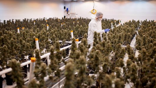 An employee checks nearly matured medical marijuana plants in a climate controlled growing room at the Tweed Inc. facility in Smith Falls, Ontario, Canada, on Nov. 11, 2015. 