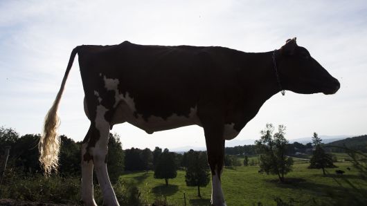 A cow stands at the Lookout dairy farm in North Hatley, Quebec, Canada on Wednesday, Sept. 5, 2018. 