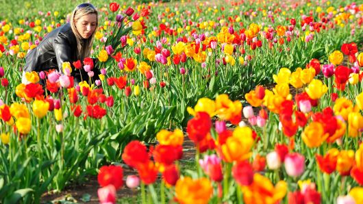 A woman picks tulips in a field in the central German town of Heppenheim on April 16, 2010. 