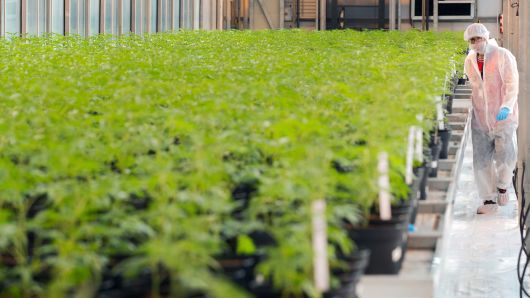 Employee Martin Henderson walks past several plants of cannabis at Up's cannabis factory in Lincoln, Ontario, on October 12, 2018.