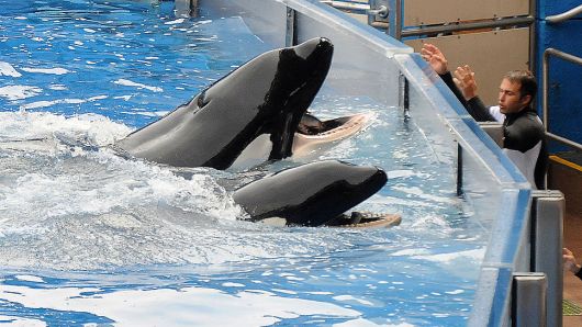 Killer whale 'Tilikum' (back) appears during a performance in its show 'Believe' at Sea World on March 30, 2011 in Orlando, Florida.