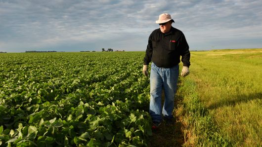 Corn and soybean farmer William Hejl checks one of his soybean fields in Amenia, North Dakota, July 6, 2018