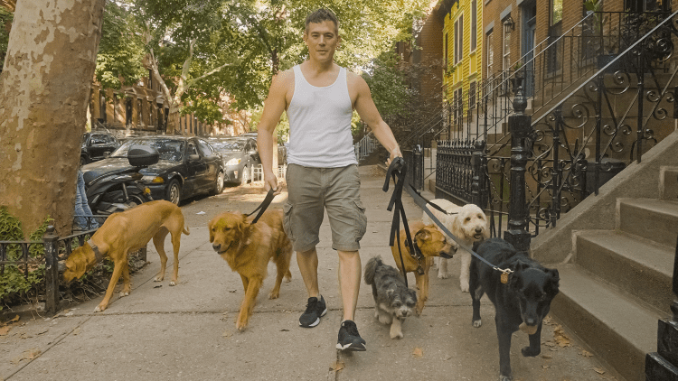 Making over $100,000 a year as a dog walker in NYC